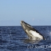 whale_humpback_sb_h_2570_dom2627.jpg